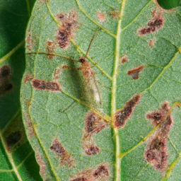 pecan serpentine leafminer
