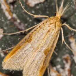 pine webworm