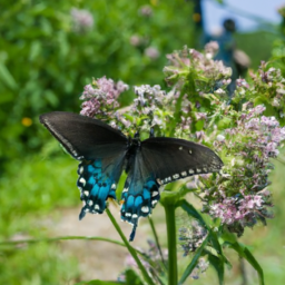 pipevine swallowtail