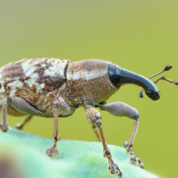 pitch-eating weevil