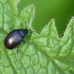 prairie flea beetle