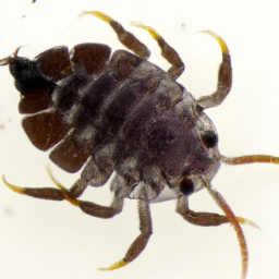 rabbit louse