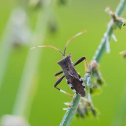 ragweed plant bug