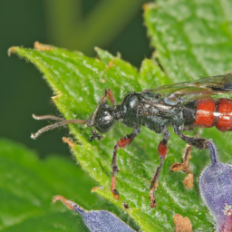 raspberry sawfly