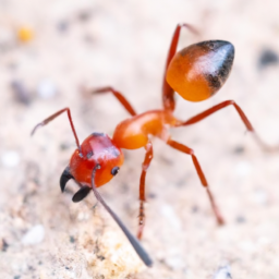red imported fire ant