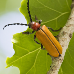 red oak borer