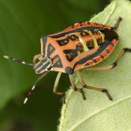 redbanded stink bug