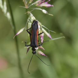 redblack oedemerid