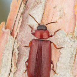 redhaired pine bark beetle