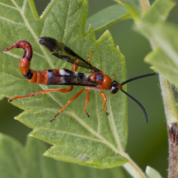 redheaded jack pine sawfly
