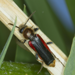 rednecked cane borer
