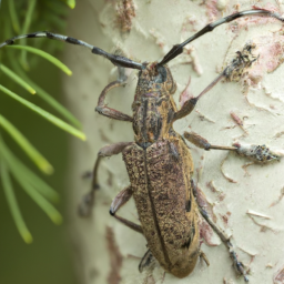ribbed pine borer
