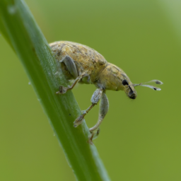 rice water weevil