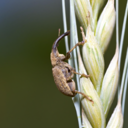 rice weevil