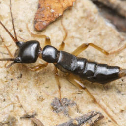 ringlegged earwig
