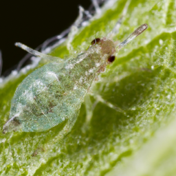 rose aphid