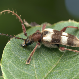roundheaded appletree borer