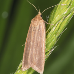 roundheaded cone borer