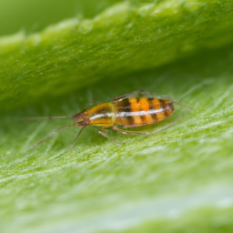rusty banded aphid