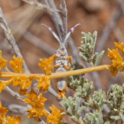 sagebrush defoliator