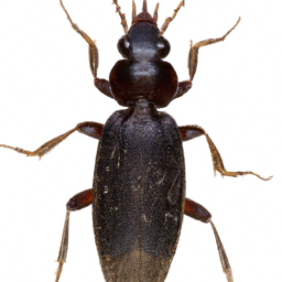 sawtoothed grain beetle