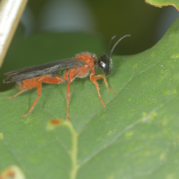 scarlet oak sawfly