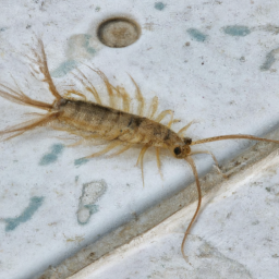 silverfish