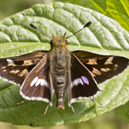 silverspotted skipper