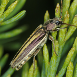sinuate peartree borer