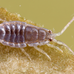 slender goose louse