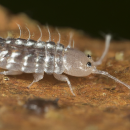 slender pigeon louse