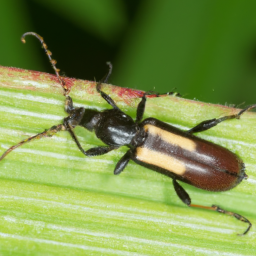 slenderhorned flour beetle