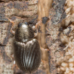 smaller European elm bark beetle
