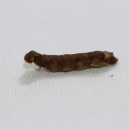 smaller Hawaiian cutworm