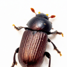 smaller Mexican pine beetle