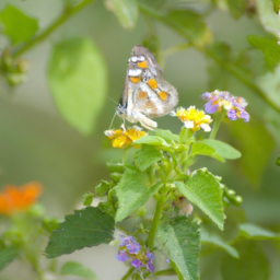 smaller lantana butterfly
