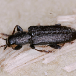 smalleyed flour beetle