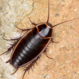 smokybrown cockroach