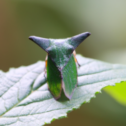 solanaceous treehopper