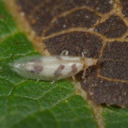 solitary oak leafminer