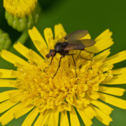 sonchus fly