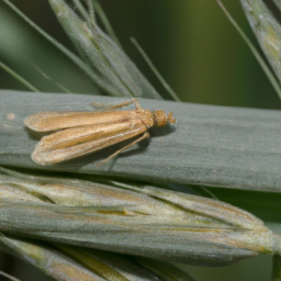 sorghum webworm
