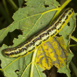 southern armyworm