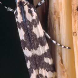 southern corn stalk borer