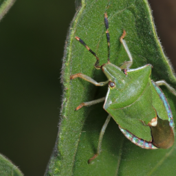 southern green stink bug