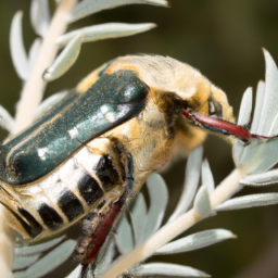 southern masked chafer