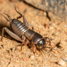 southern mole cricket