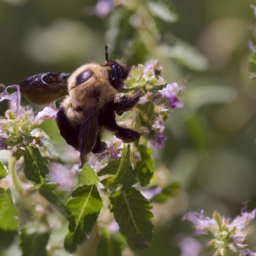 southern plains bumble bee
