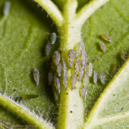 soybean aphid