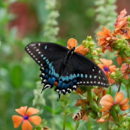 spicebush swallowtail